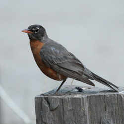 American Robin